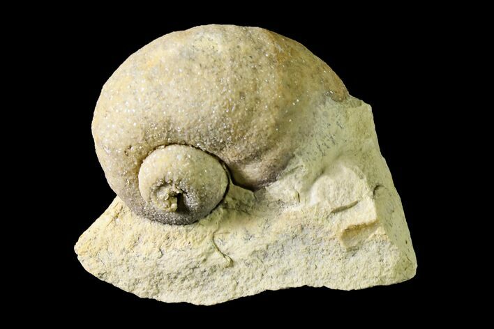 Ordovician Gastropod (Holopea) Fossil - Wisconsin #162984